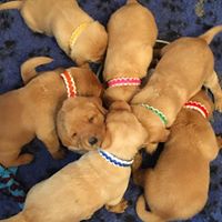 37677307_1911578829141338_144684967027277824_n