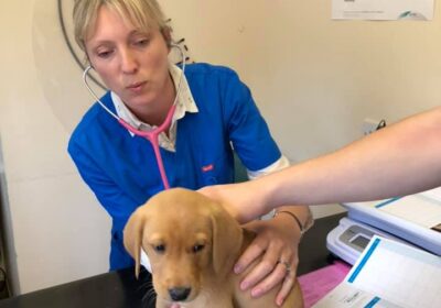 Bestevenn-Blue-Litter-2019-2-at-the-vets-Catley-Cross-Vets-for-the-health-check-at-7-weeks.