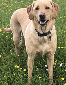 Amber-Bestevenn-Puppy-Yellow-Labrador-Blyvalley-Typhoon-and-Good-Girl-Golden-of-Bestevenn